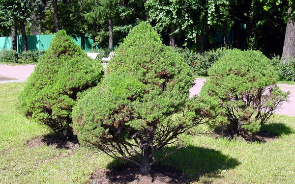 Ель канадская (Picea glauca) &amp;amp;lsquo;Коника&amp;amp;rsquo;