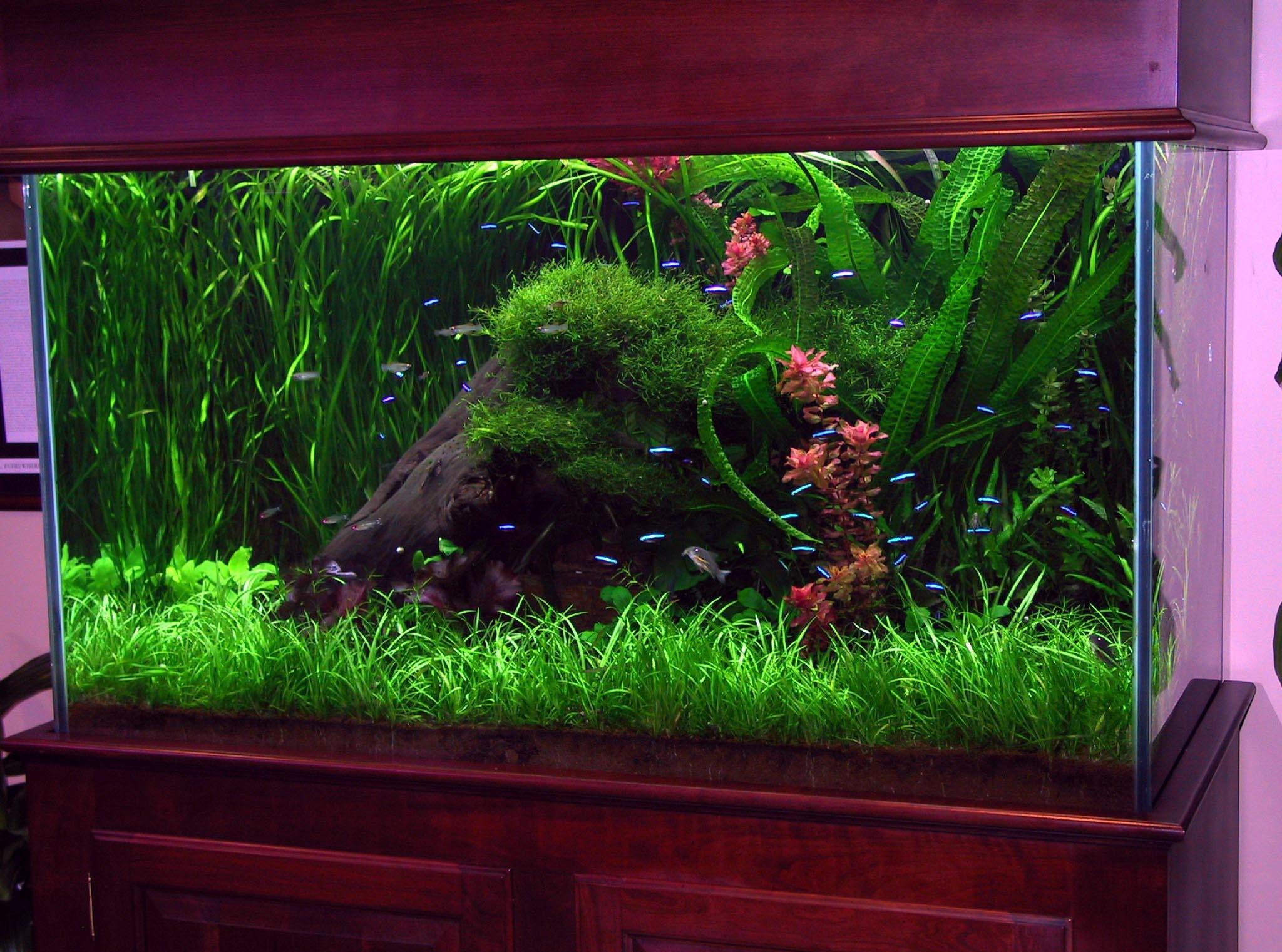 Декор для аквариума с растительностью