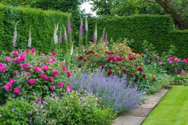 Розы в саду английского стиля