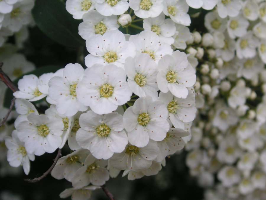 Белые цветки спиреи городчатой крупным планом