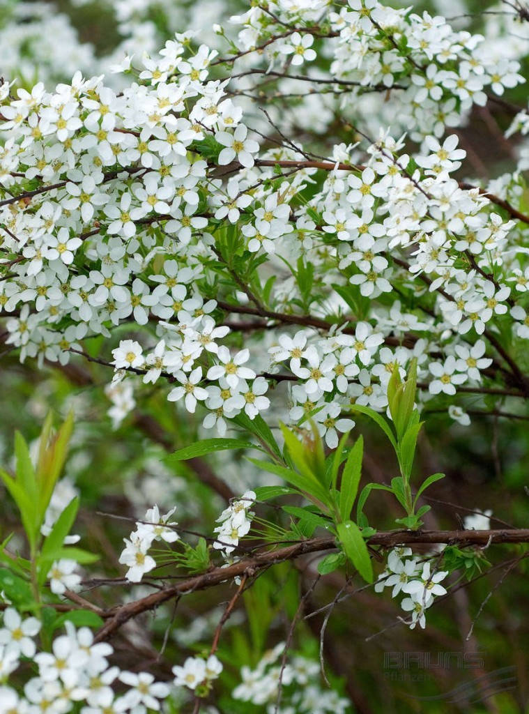 Ветка спиреи сорта Тунберга с мелкими цветками