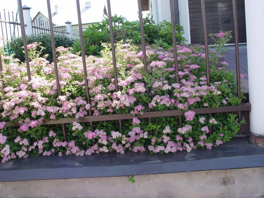 Спирея с розовыми цветками за металлическим забором