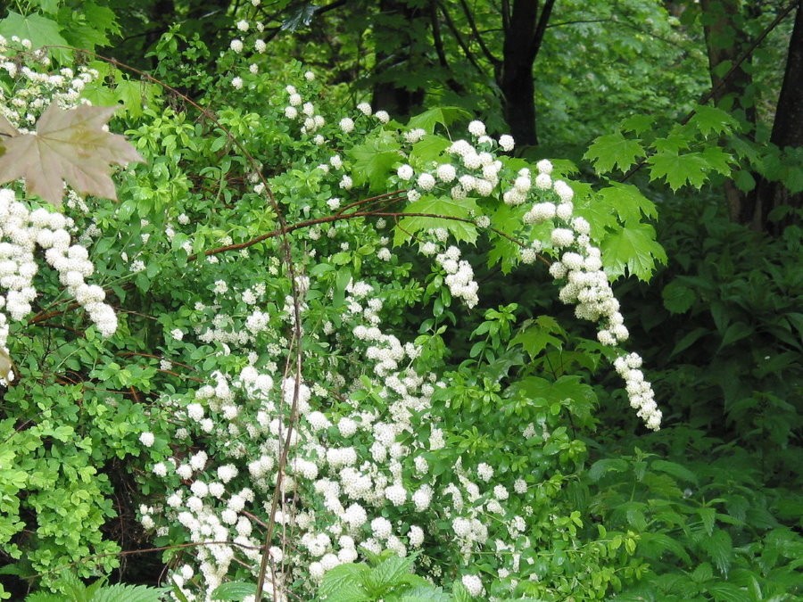Белые цветочки на спиреи Вангутта в конце весны