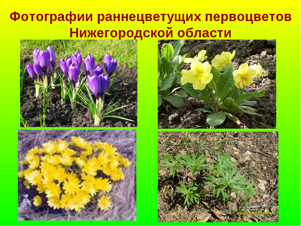 Первоцветы картинки для детей с названиями. Весенние раннецветущие растения. Раннецветущие цветы весной. Раннецветущие декоративные растения. Раннецветущие растения весной 2.