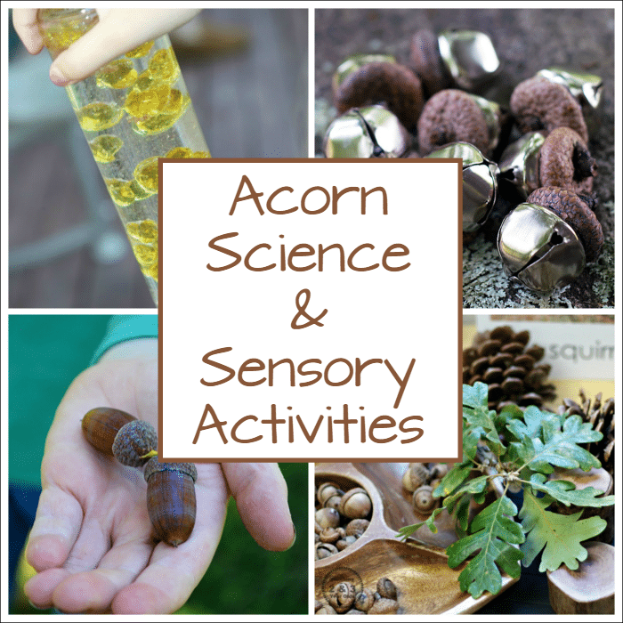 Acorn crafts, science, and sensory activities