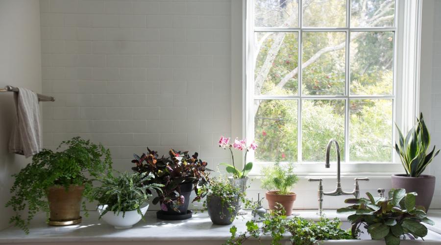 комнатные растения в интерьере кухни