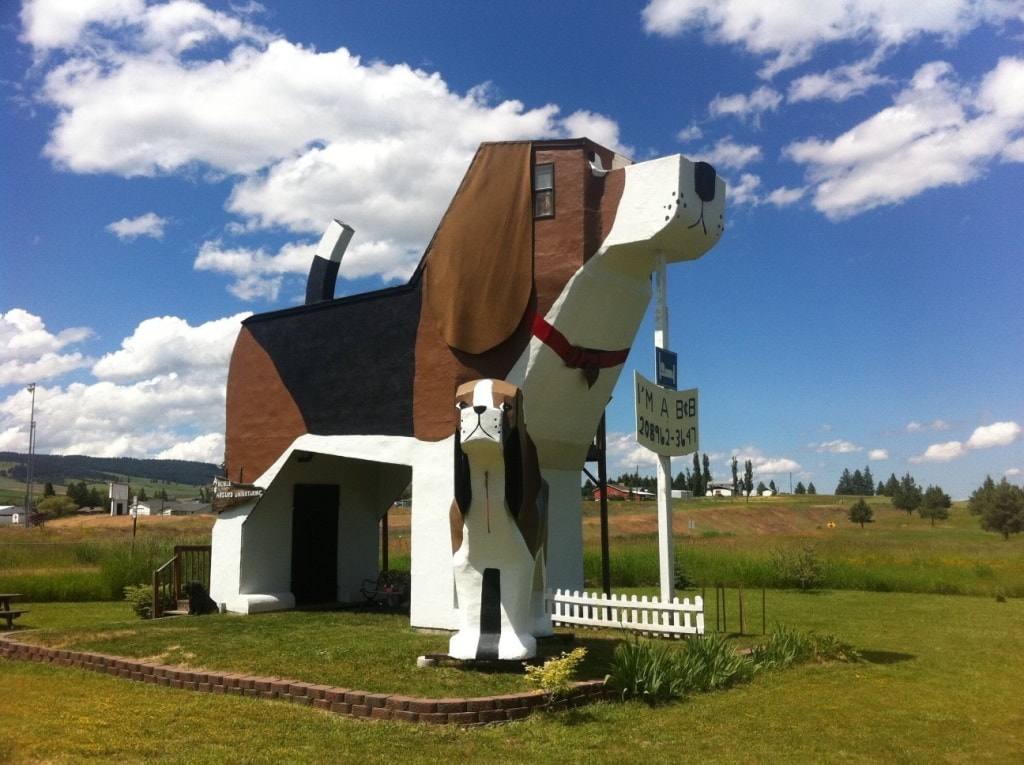 необычный дом собака