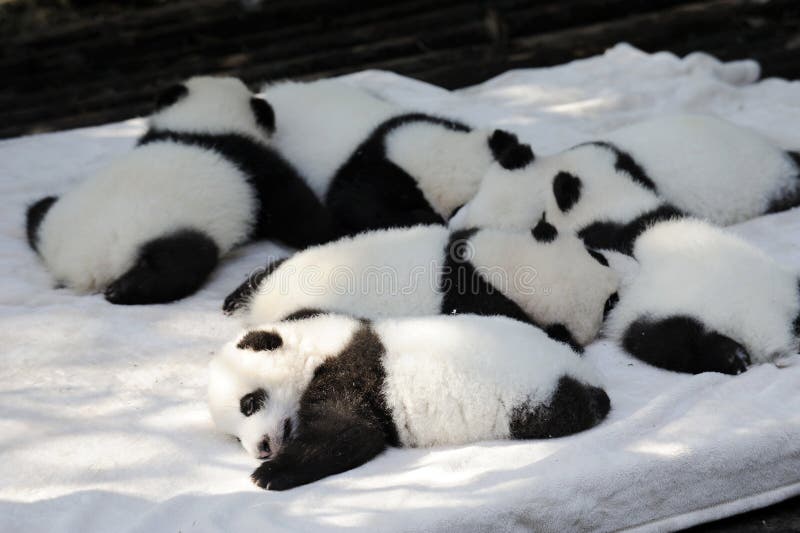 Baby panda stock image