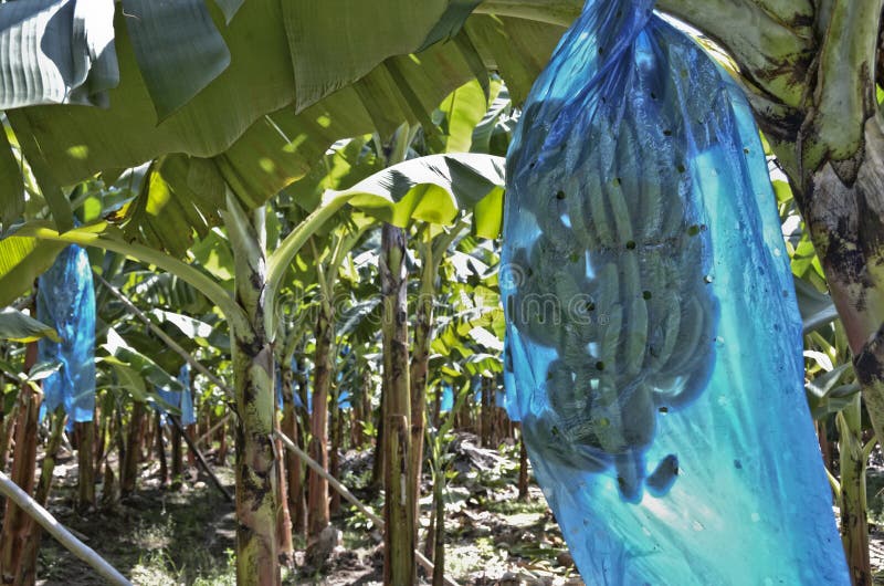 Banana plantation. Banana fruit in blue bags on plantation royalty free stock photos