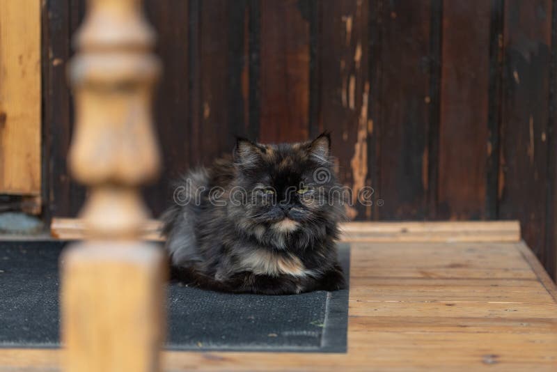 A beautiful cat lies on the threshold of a village house.  stock images