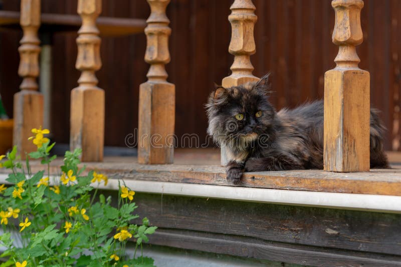 A beautiful cat lies on the threshold of a village house.  royalty free stock image