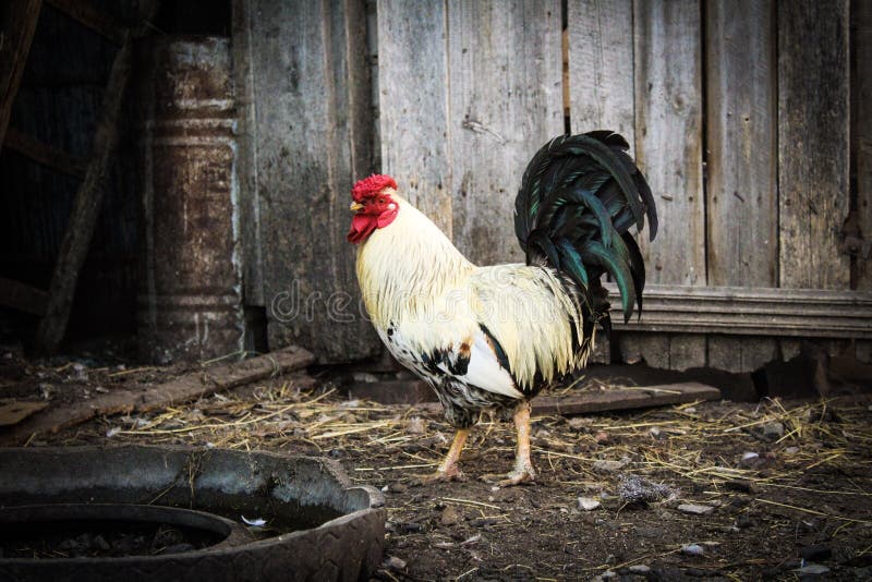 Beautiful rooster in the yard of a village house. / photo rooster.the bird is beautiful and bright.the body of white feathers,a large black tail with a green stock photos