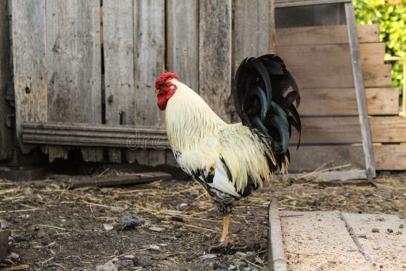 Beautiful rooster in the yard of a village house. / photo rooster.the bird is beautiful and bright.the body of white feathers,a large black tail with a green stock photo