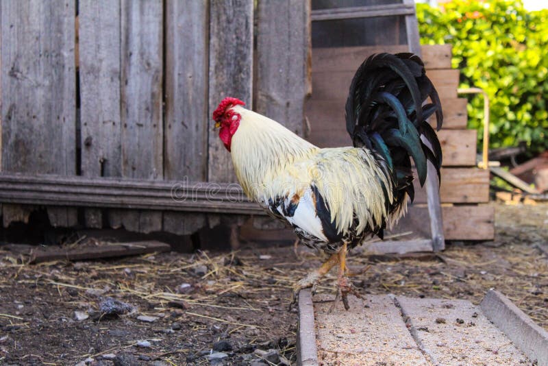 Beautiful rooster in the yard of a village house. / photo rooster.the bird is beautiful and bright.the body of white feathers,a large black tail with a green royalty free stock photography
