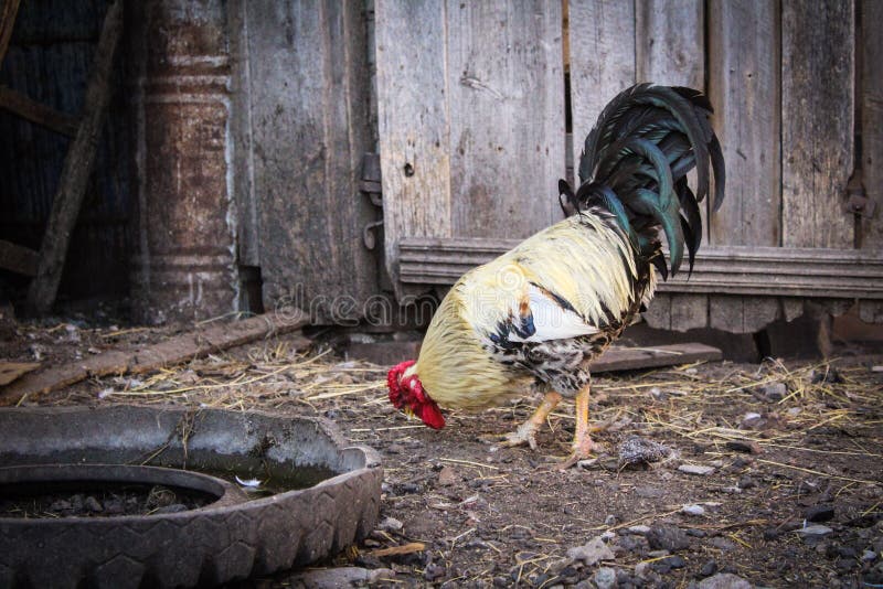Beautiful rooster in the yard of a village house. / photo rooster.the bird is beautiful and bright.the body of white feathers,a large black tail with a green royalty free stock image