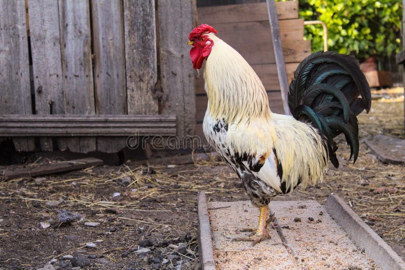 Beautiful rooster in the yard of a village house. / photo rooster.the bird is beautiful and bright.the body of white feathers,a large black tail with a green royalty free stock photos