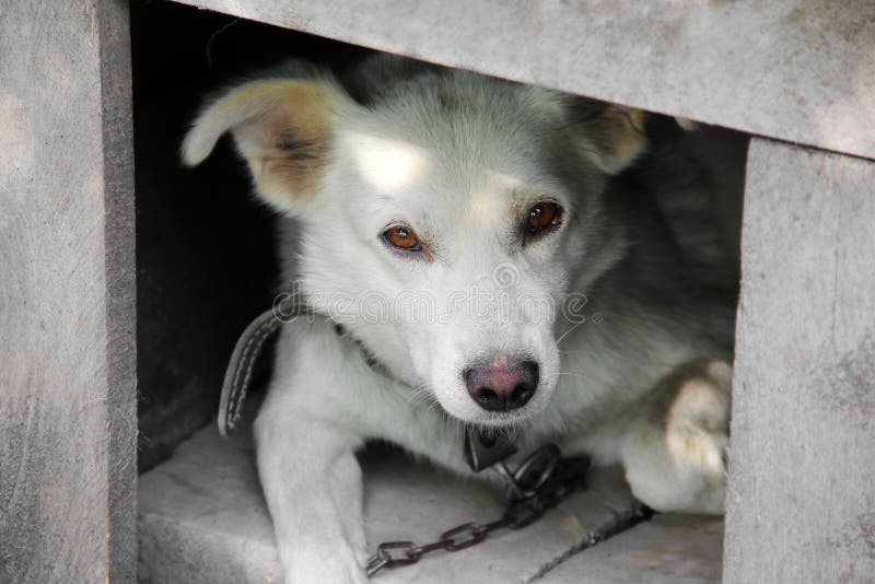 Beautiful white dog lies in the booth.  royalty free stock image