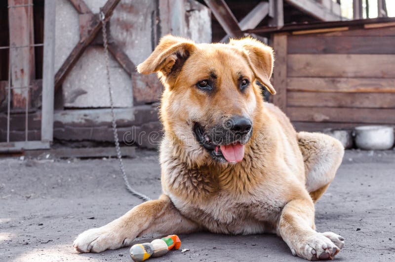 Big red chain dog lies next to a wooden booth. Big terrible red chain dog lies next to a wooden booth stock photo