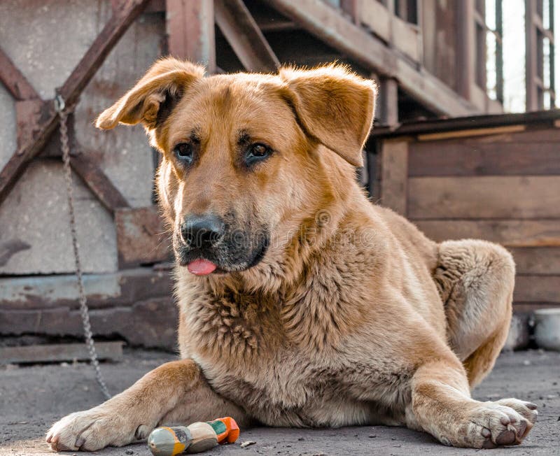 Big red chain dog lies and shows tongue next to a wooden booth. Big terrible red chain dog lies and show tongue next to a wooden booth stock photos