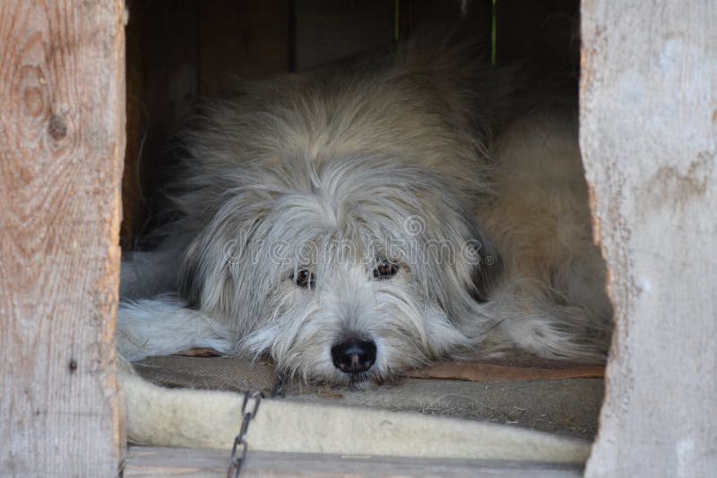 Big white fluffy dog in a booth. Big white fluffy dog ​​lies and sad on a chain in a booth royalty free stock image