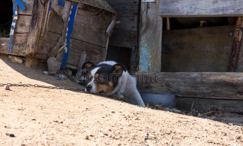 Black and white dog lies by the booth. And guards the yard stock photos