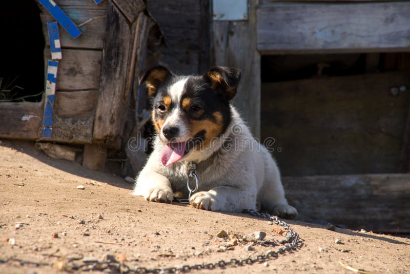 Black and white dog lies by the booth. And guards the yard stock photo