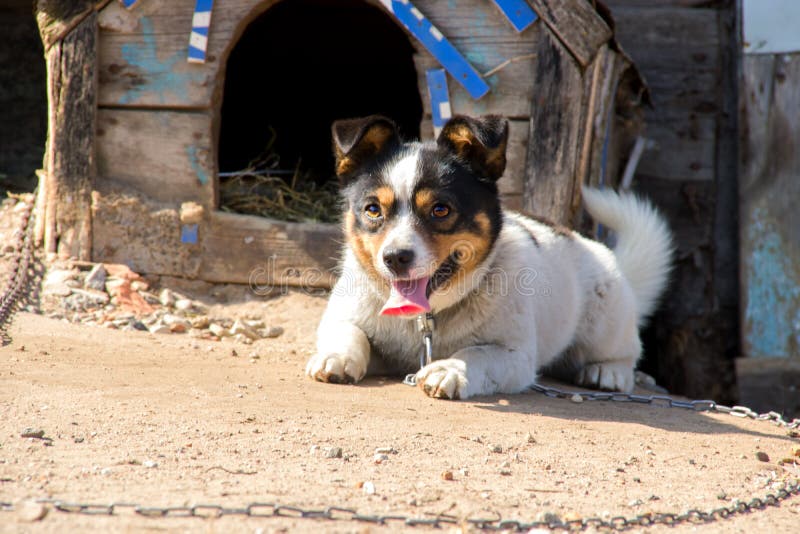 Black and white dog lies by the booth. And guards the yard stock photos