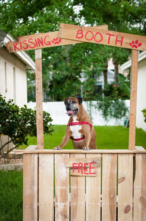 Boxer dog standing in a kissing booth. A boxer dog standing in a kissing booth awaiting customers royalty free stock photography