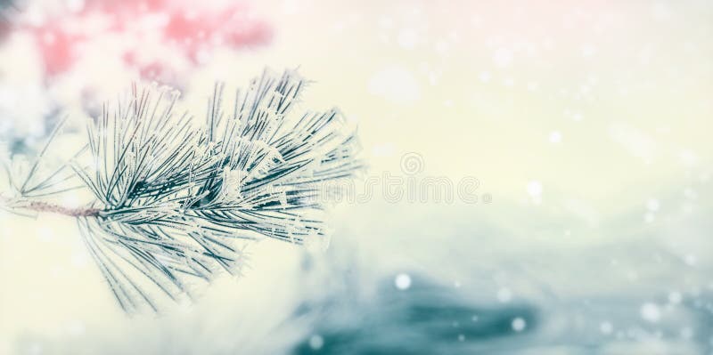 Branch of coniferous tree : cedar or fir covered with hoarfrost and snow at winter day background. Winter. Outdoor nature royalty free stock photography