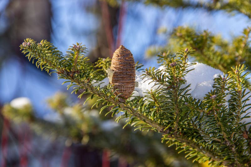A branch of a coniferous tree with cones covered with snow, nature winter background . Winter landscape. Snow covered trees. Frozen twigs closeup. Selective stock photo