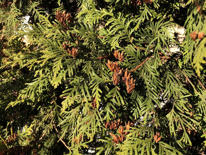 Branches of coniferous plants. nature background. Thuja occidentalis, evergreen coniferous tree, thuya. Сonifer plant for the. Branches of coniferous plants royalty free stock photo