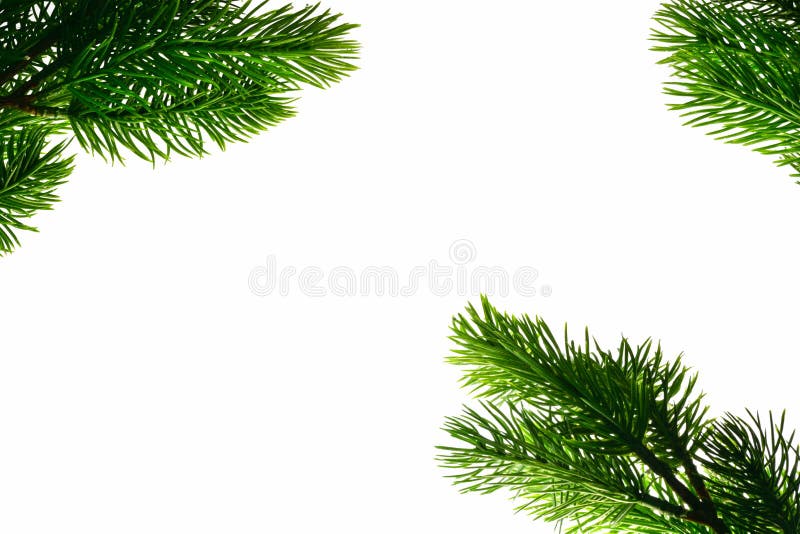 Branches of a coniferous tree lie around a white isolated background. Isolate royalty free stock photos