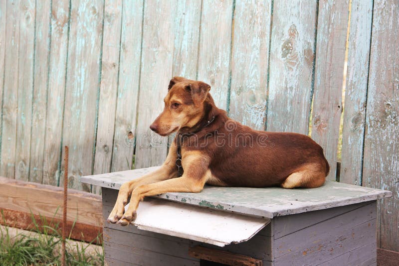 Brown beautiful dog lying on the booth.  stock photos