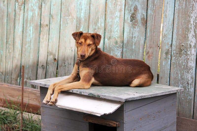 Brown beautiful dog lying on the booth.  royalty free stock image