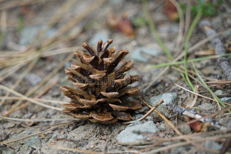 Close up with pine cone royalty free stock photos
