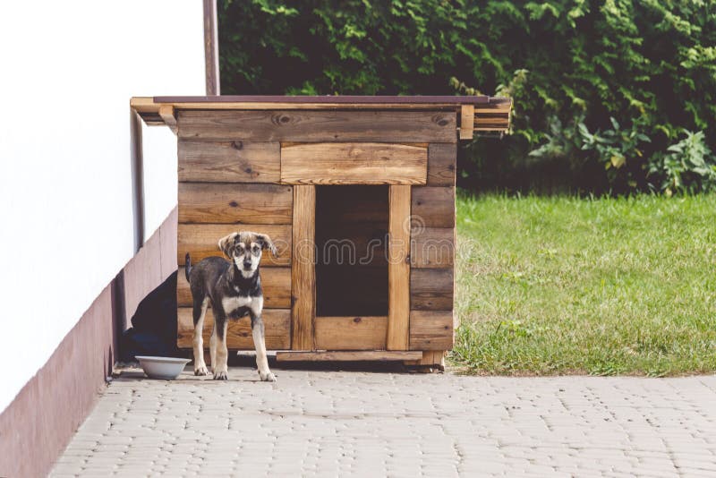 Cute happy puppy dog near his house on a sunny day. Dog booth. House for an animal� The dog protects the territory.  royalty free stock image