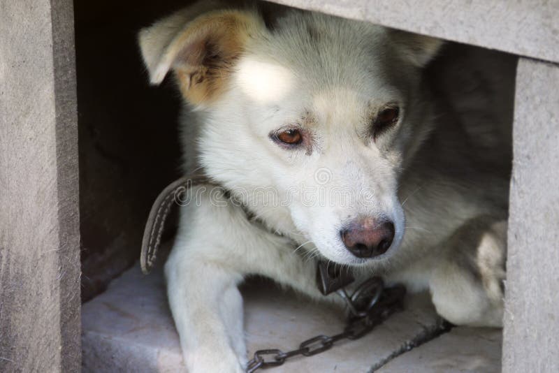 Dog in the booth. Beautiful white dog.  royalty free stock photography