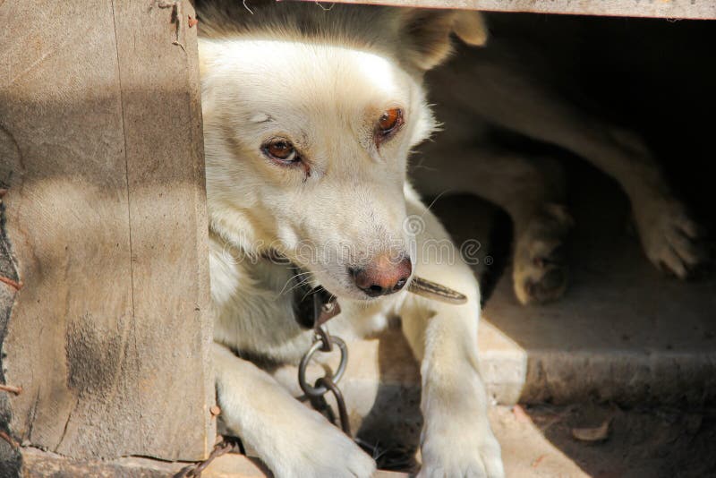 Dog in the booth. Beautiful white dog.  stock photos