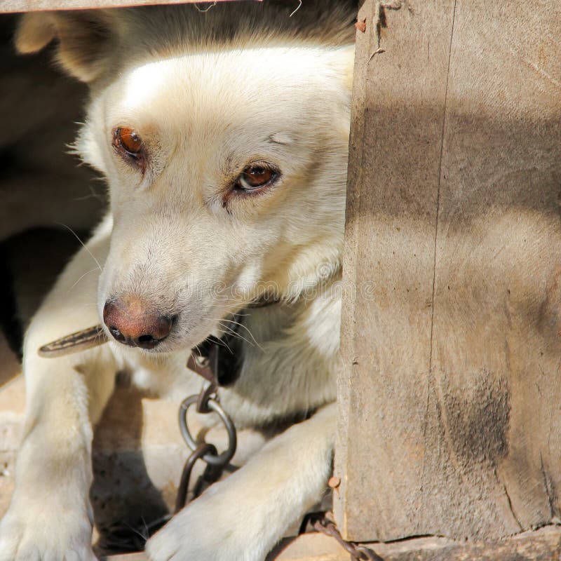 Dog in the booth. Beautiful white dog.  royalty free stock photos