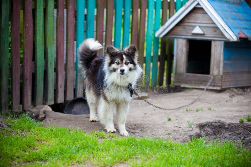 Dog at the booth. A guard dog on a chain around the booth stock image