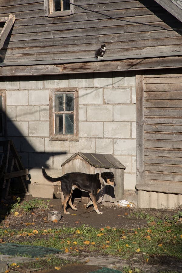 Dog on a leash near his wooden booth.  royalty free stock photos