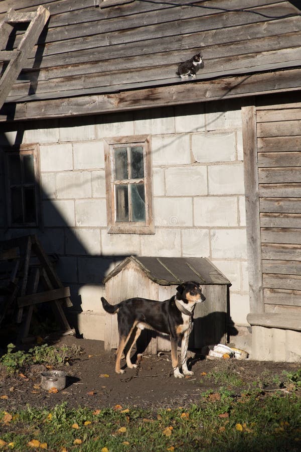 Dog on a leash near his wooden booth.  stock photos