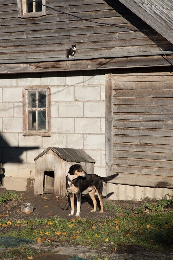 Dog on a leash near his wooden booth.  royalty free stock photo