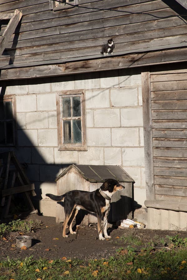 Dog on a leash near his wooden booth.  stock images