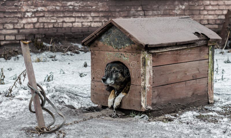 Dog on a leash sits in a wooden booth. Old dog on a leash sits in a wooden booth royalty free stock photography