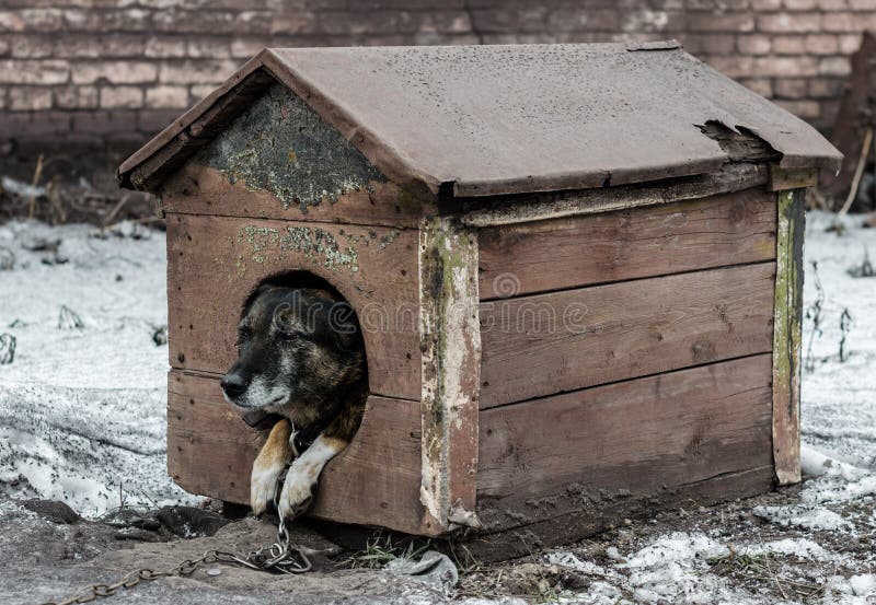 Dog on a leash sits in a wooden booth. Old dog on a leash sits in a wooden booth stock photo