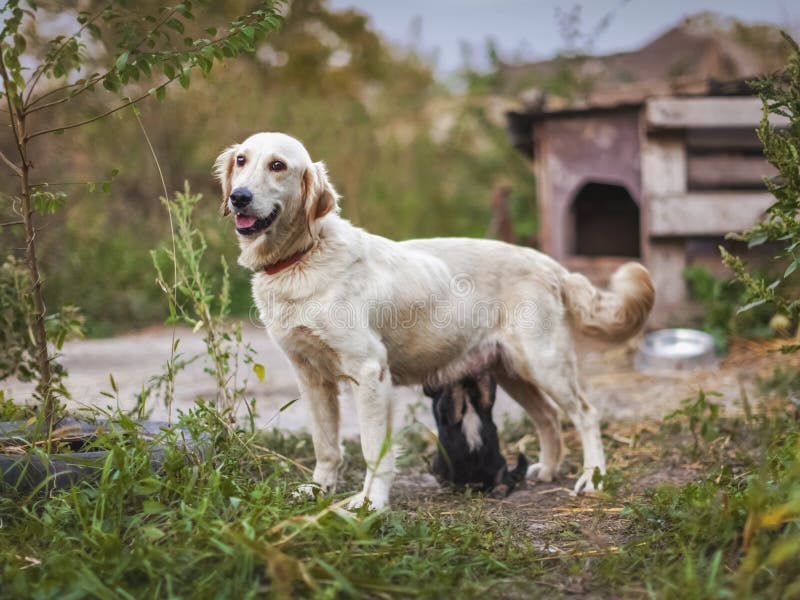 Dog with a puppy near the booth. Dog is standing, and the puppy is trying to suck her milk in the yard near the booth stock image