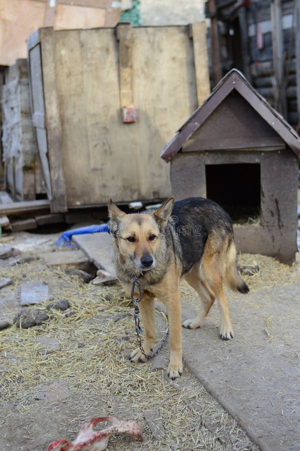 Dog in the shelter against the background of the booth. Vertically royalty free stock photos