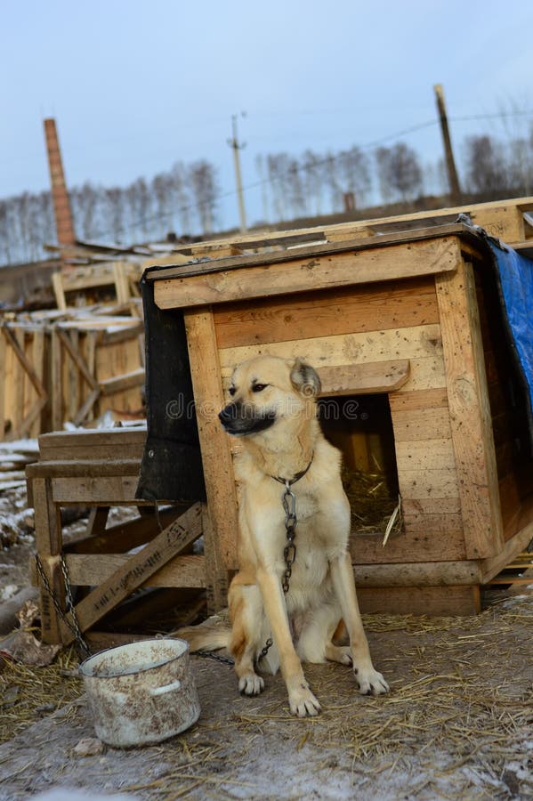 Dog in the shelter against the background of the booth. Vertically stock photo