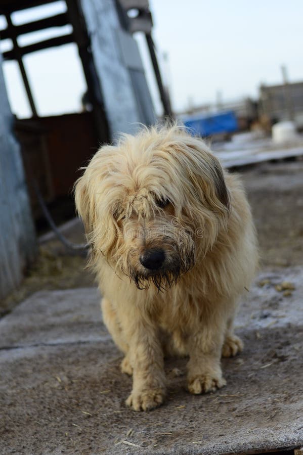 Dog in the shelter against the background of the booth. Vertically stock image